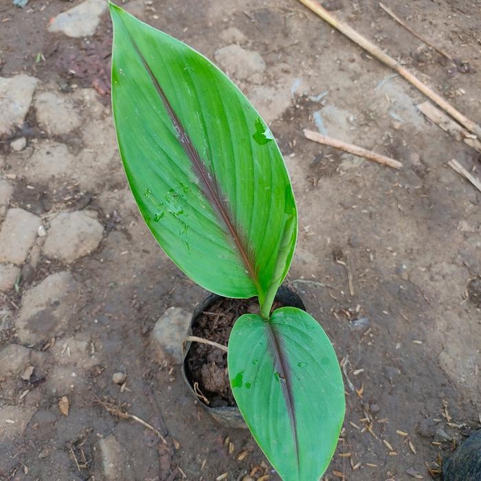 

Terlaris Bibit Tanaman Kunyit Putih / Temu Putih (Obat Herbal)