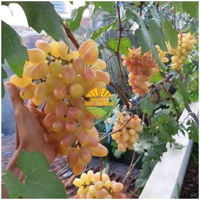 Bibit anggur import transfiguration bibit anggur import trans