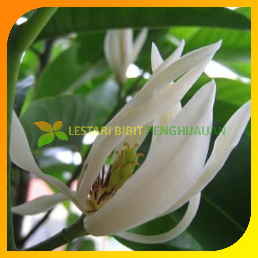Bibit Bunga Kantil Cempaka Putih Siap Berbunga