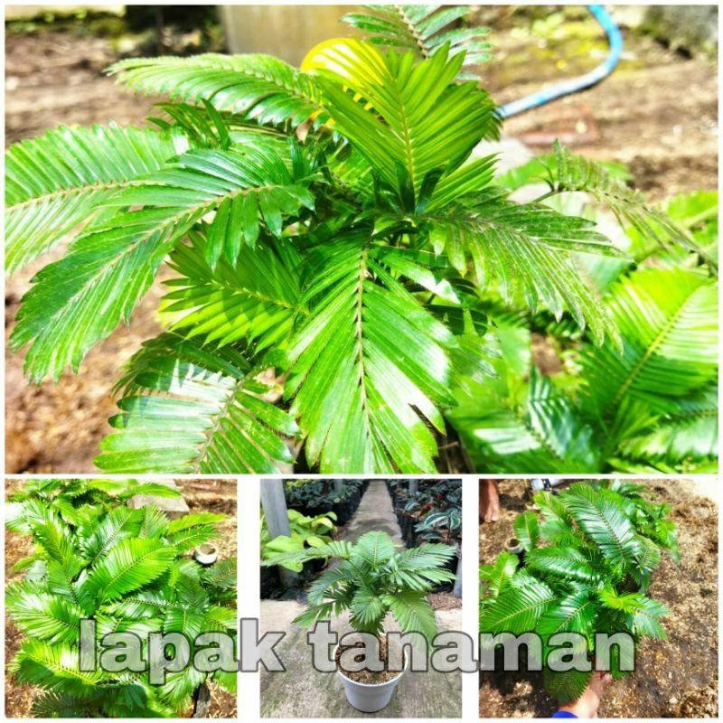 Tanaman Hias Palem Paris/Palem Paris Mini/Palem Rotan