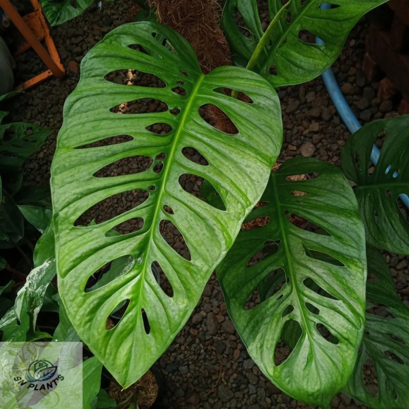 Monstera Acuminata.(4-5-6 daun besar)