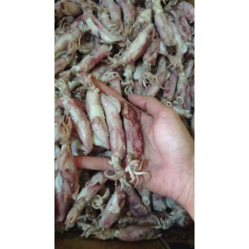 

Sensasi Lezat Cumi Asin 250Gr. Ukuran Kecil Sedang Jumbo