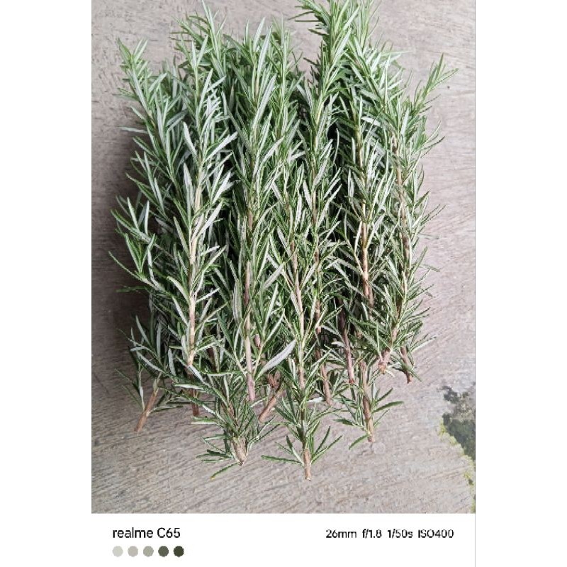 

Sensasi Lezat 500G 1000G Daun Rosemary Segar Kemasan/Rosemary Siap Pakai/Daun Rosemary Pack 500G