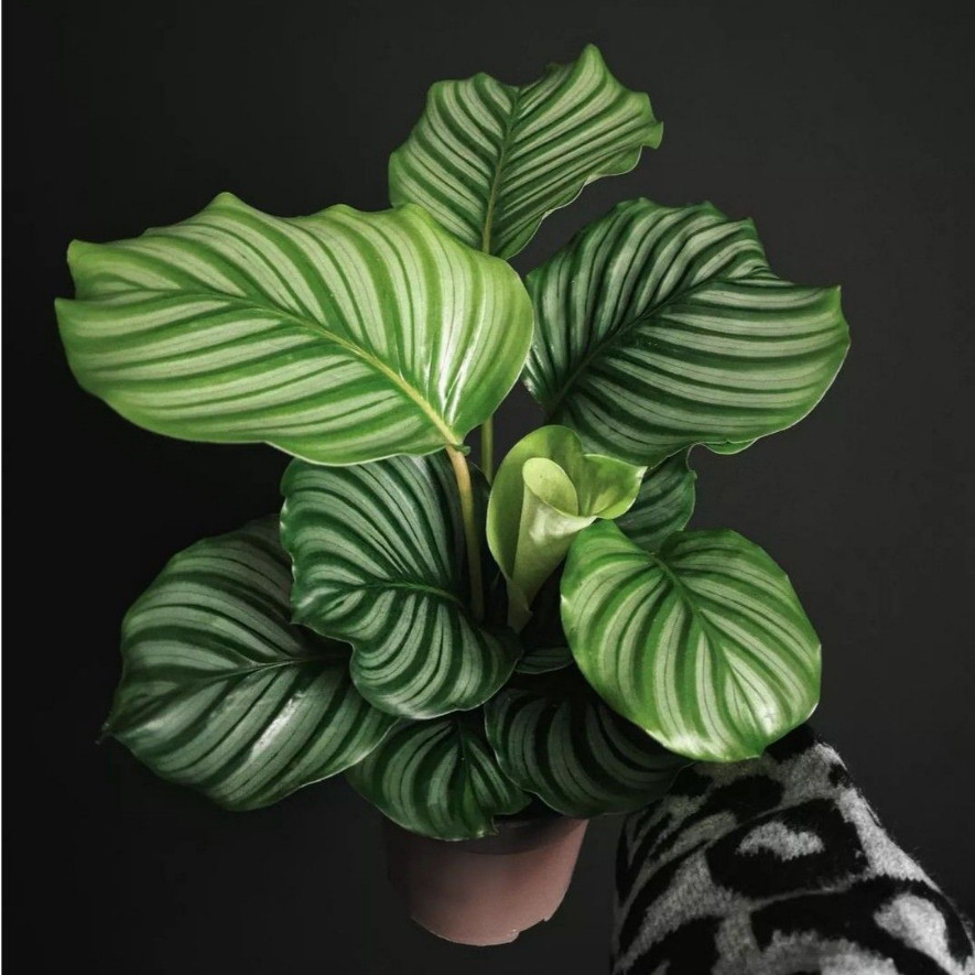 Tanaman Hias Calathea Orbifolia - Calathea Orbifolia Orbi