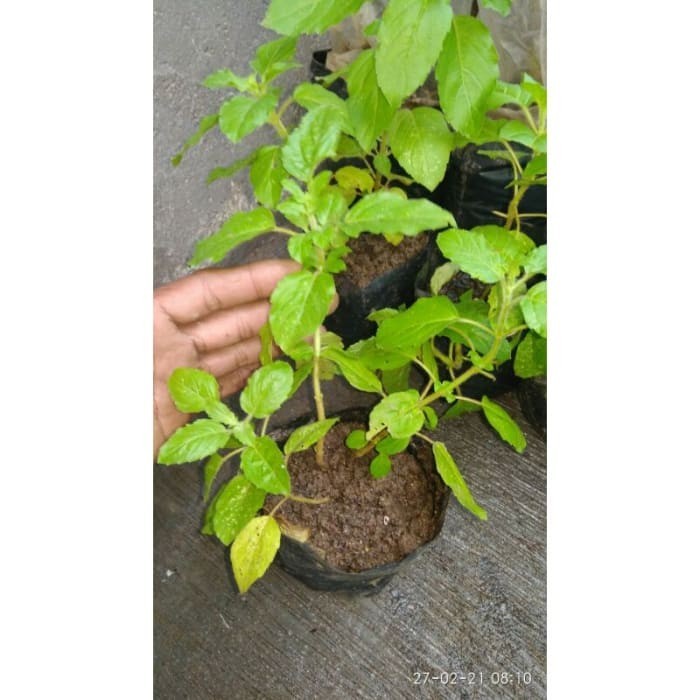 

TANAMAN TULSI/RUKU-RUKU/LAMPES 2 BIBIT rulbyu 7015dz
