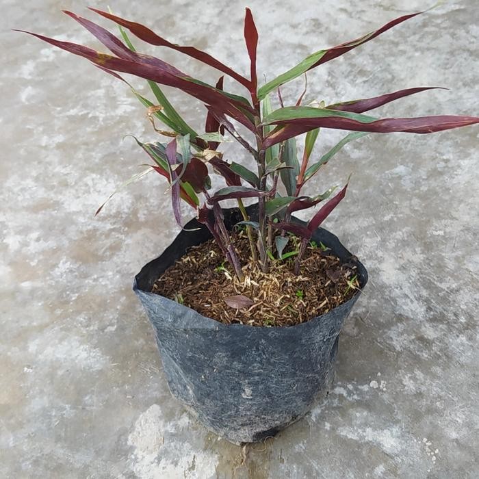 

bibit tanaman jahe hitam wulung herbal