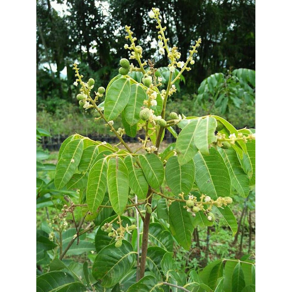 

Bibit tanaman buah Lengkeng Matalada(siap berbuah)