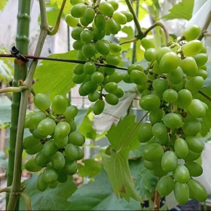 

Bibit Tanaman Anggur grafting Jupiter Atau Akademik