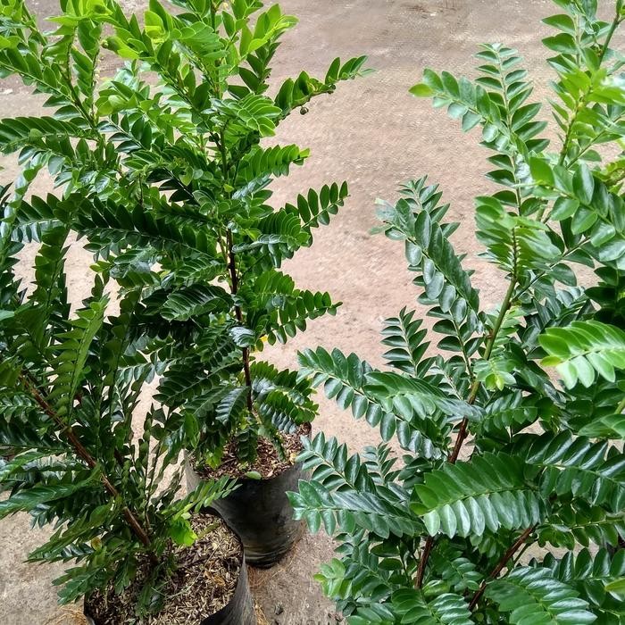 

bibit tanaman pohon seligi