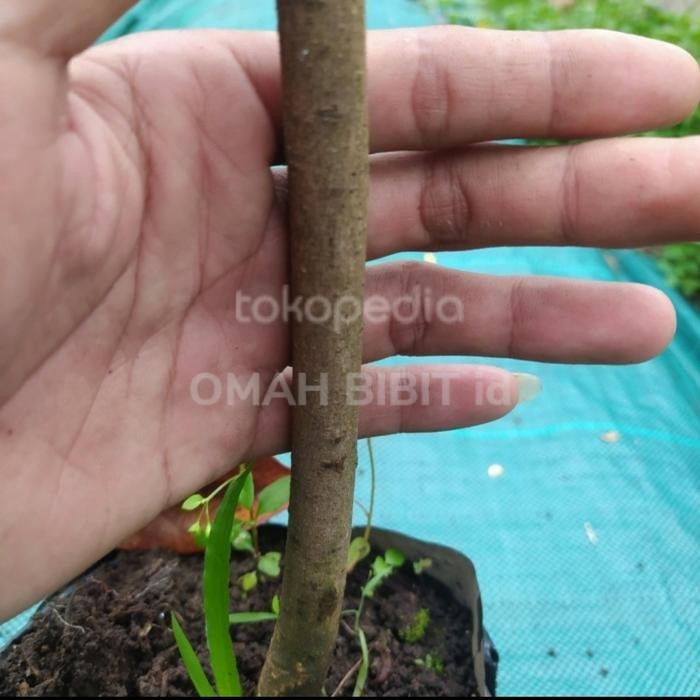

BIBIT TANAMAN BUAH MANGGA NAMDOKMAI GOLDEN