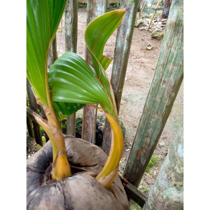 BONSAI KELAPA CABANG 2 OREN