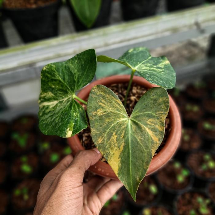 Anthurium Clarinervium X pterodactyl variegata