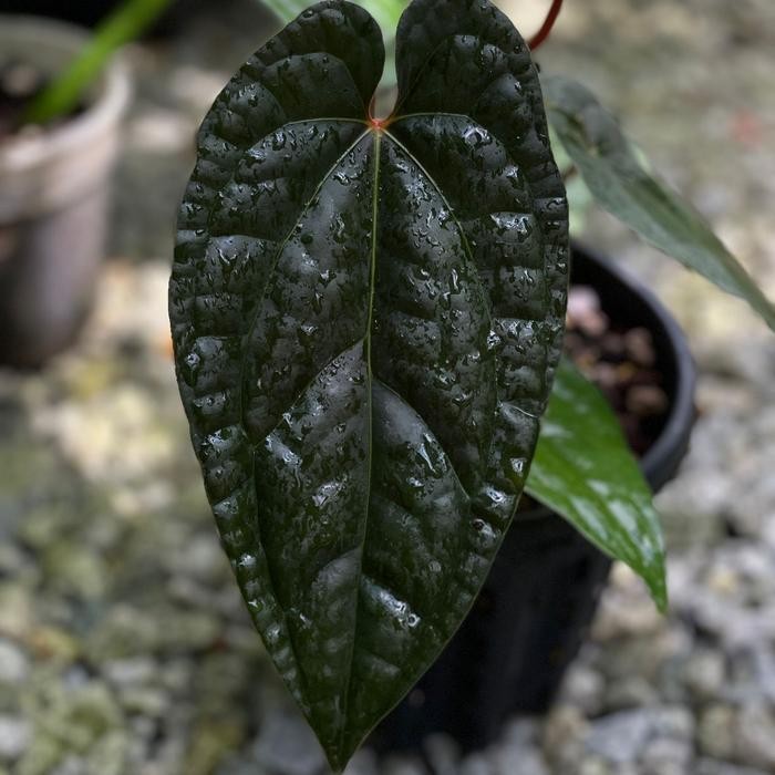Anthurium Ace of Spades Tezula x Luxurians
