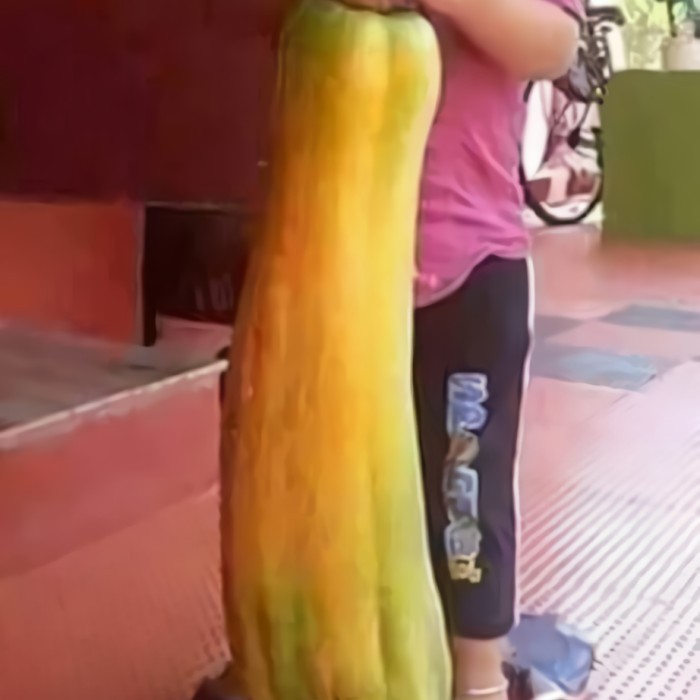 (Allthebest) Biji Benih Pepaya Raksasa F1 Import / Benih Pepaya Raksasa Langka Unik