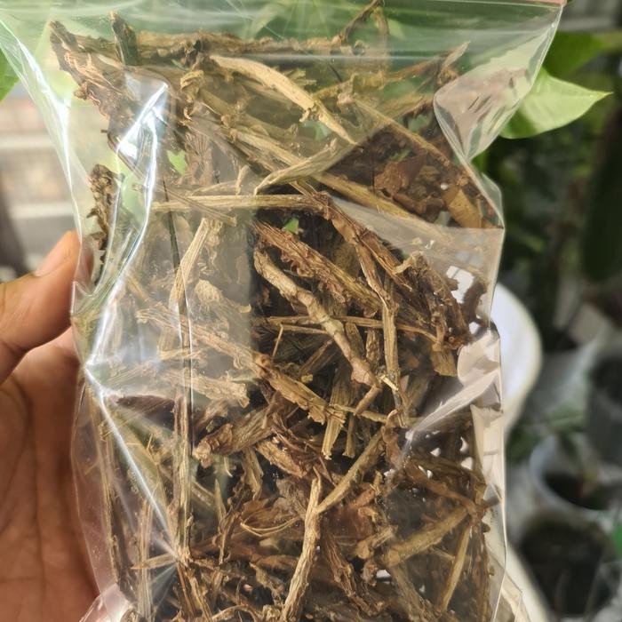 

TERMURAHH!! Butrowali Kering Asli 100gr - Brotowali kering