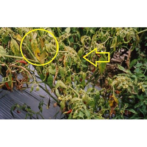 

Mamam_Asoy Serbuk Pupuk Hayati Trierma, Fungisida Trichoderma Pengendali Penyakit Layu Fusarium