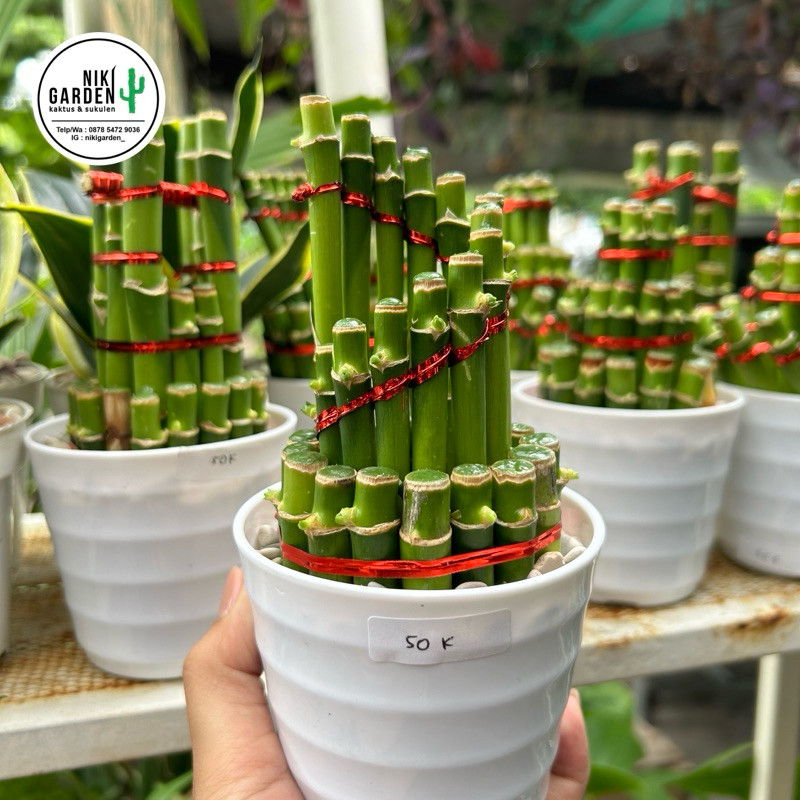 BAMBU HOKI / BAMBU REJEKI / BAMBU AIR