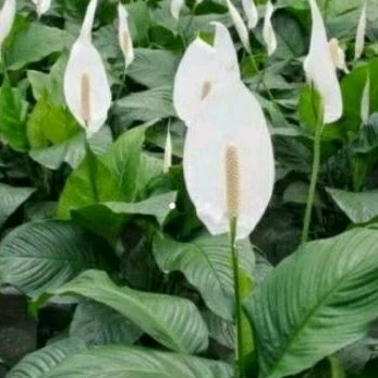 Tanaman Hias Bunga Peace Lily Bangkok Sudah Berbunga,Tanaman Bunga Sepatu Filum Bangkok Berbunga