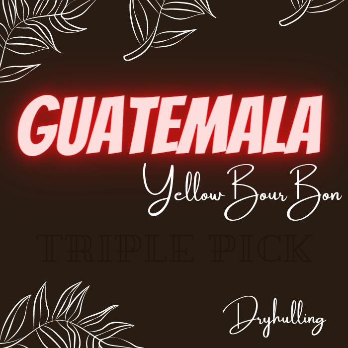 

Green bean / Biji kopi Arabika import GUATEMALA Bourbon - Dryhulling
