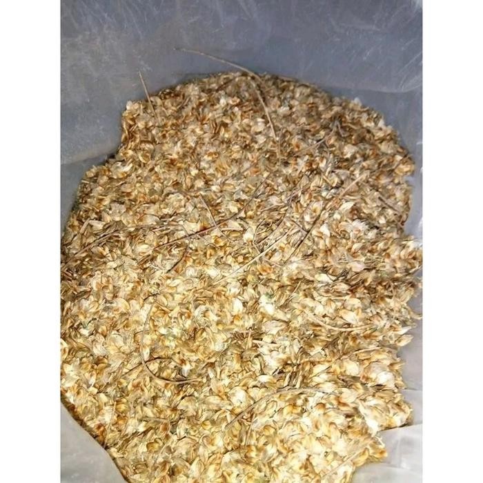 

Biji Cemara laut 1 kg po dulu ya
