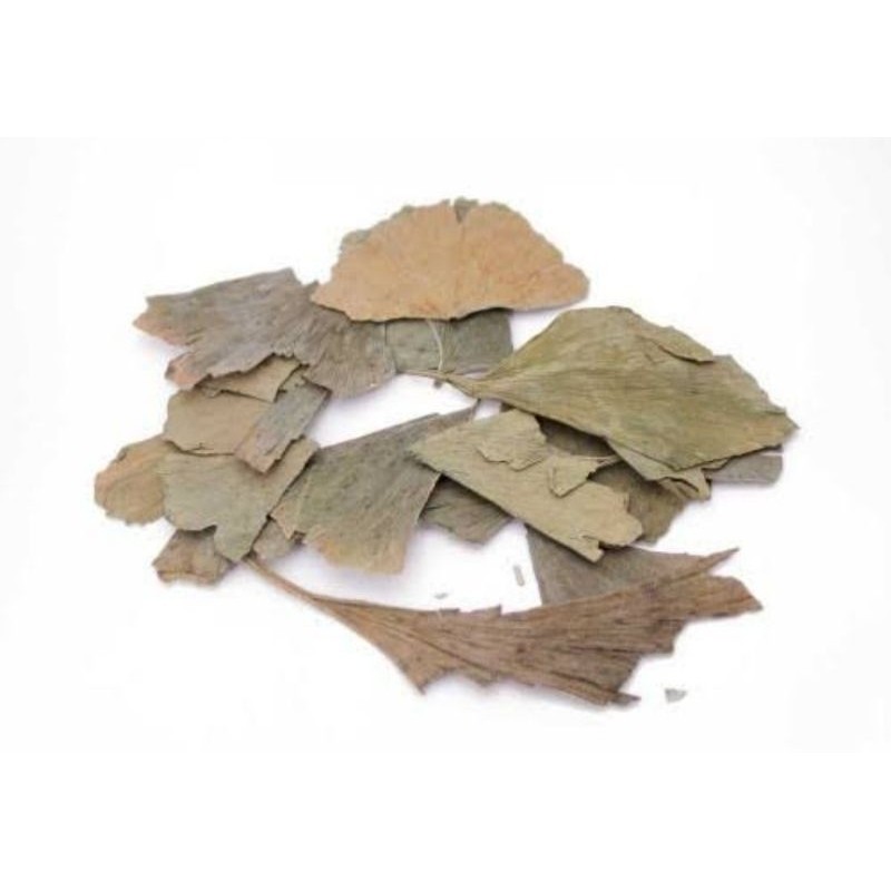 

Daun Ginkgo Biloba 50 gram Yin Xing Ye - Folium Ginkgo Leaf Ginkgobiloba - NYUN HEN JAP PREMIUM