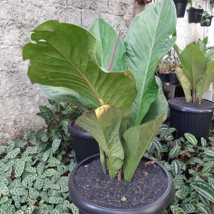 Tanaman Hias Anthurium Jemani - Anthurium jemani jumbo Kode 400