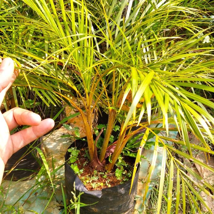 Pohon hias palem kuning mini Kode 1131