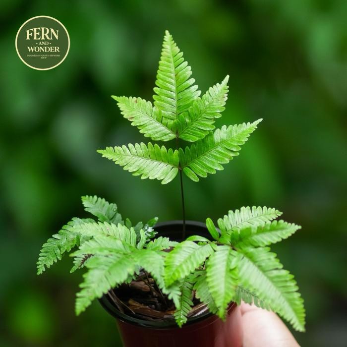 Pteris sp. / Tanaman Pakis / Fern Kode 567