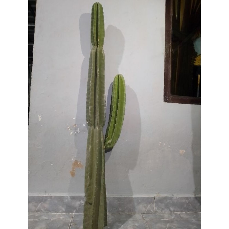 kaktus koboi cabang pendek