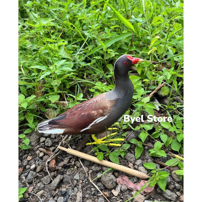 Patung Jontrot Pemikat Burung Mandar / Mandar Besar / Mandar Batu