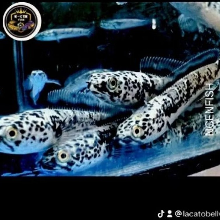 seafood limbata granite phyton kualitas full dot 8-9cm