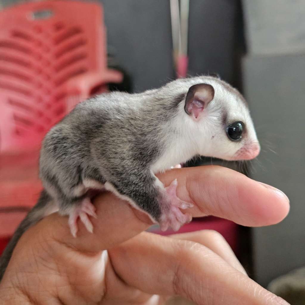 Sugar Baby Glider White Face