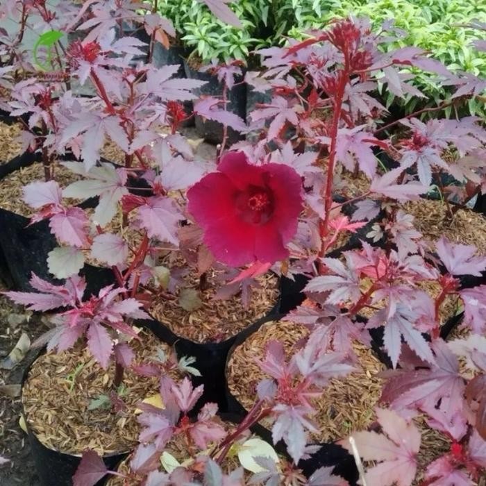 Bibit Tanaman Hias Red Panama Maple - Bahan Bonsai Red Panama - Red Panama Japanese Merah