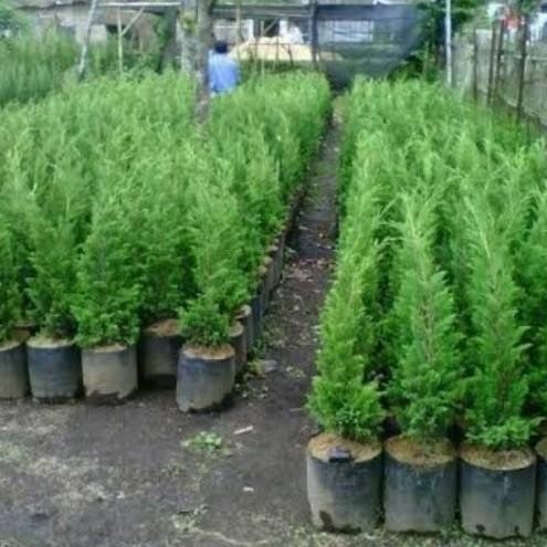 Bibit Tanaman Pohon Cemara Lilin/Cemara Natal
