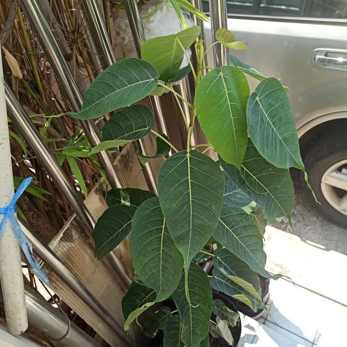 Pohon Bodhi Dewasa Tanaman Bibit Bodi Ficus Reliosa Buddha Bonsai