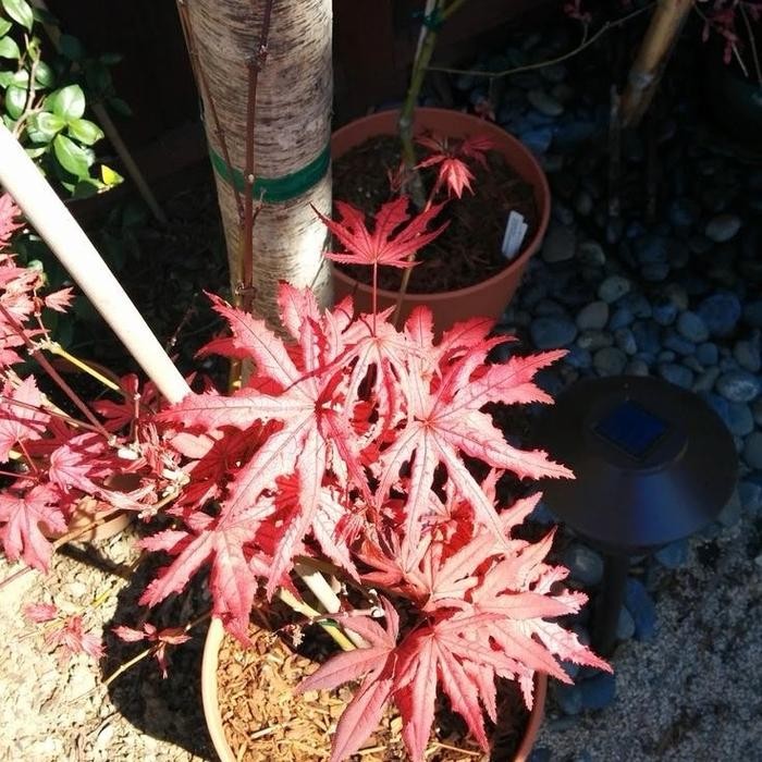 Bibit Tanaman Hias Red Panama Maple - Bahan Bonsai Red Panama - Red Panama Japanese Merah