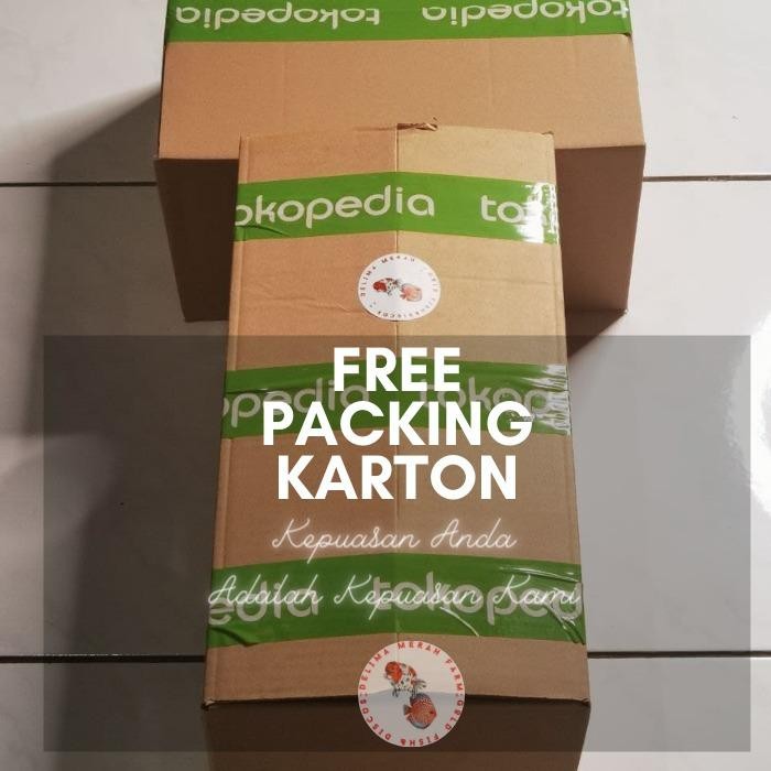 Ikan Mas Koki Baby Ranchu Yellow Sunkist Size 6-7 Bahan Buffalo Gold