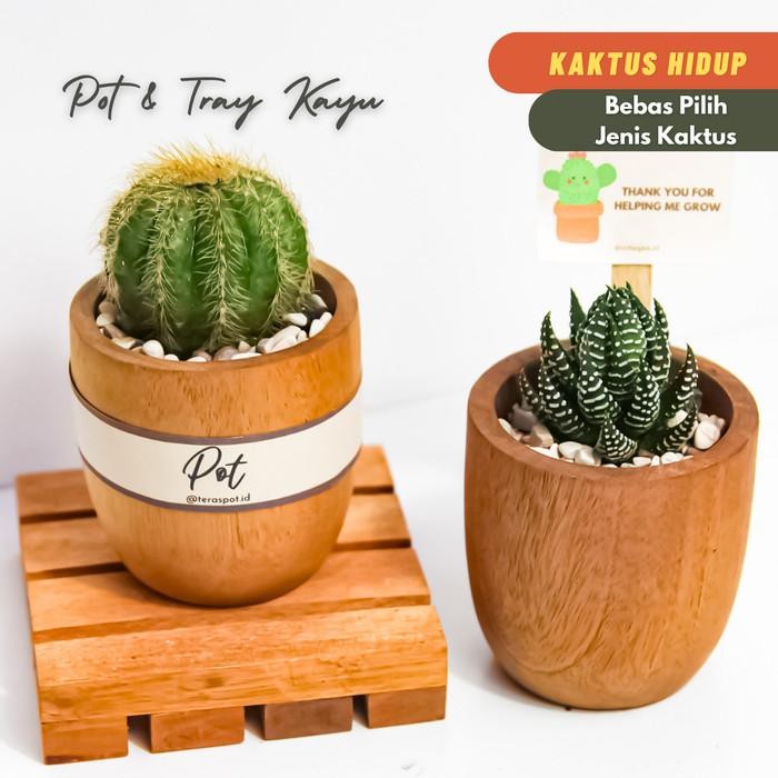 Pot Kayu Planting Kit Kaktus Sukulen Asli - Hadiah Hampers Gift Birthd