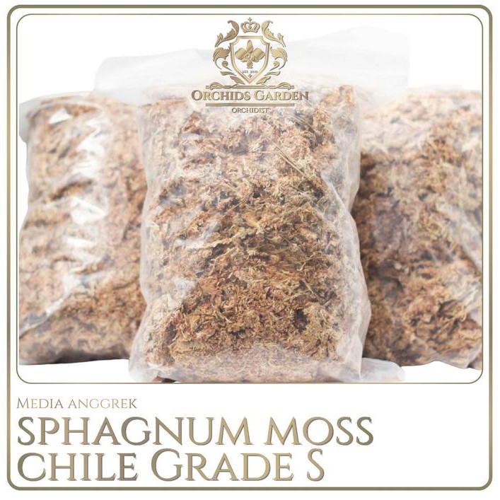 Sphagnum Moss CHILE Chilean Sphagnum Moss GRADE S IMPORT Media Tanam Anggrek Spagnum Mos Spaghnum