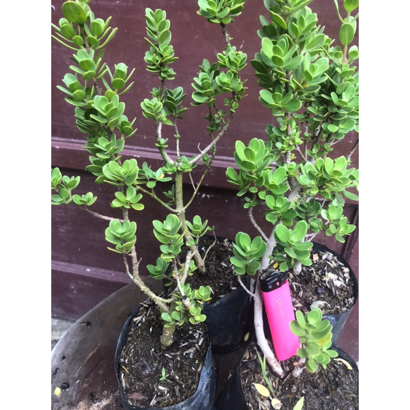 Flowersbloom Santigi Mawar Daun Bulat