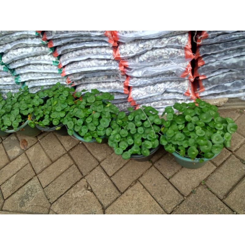 Flowersbloom Tanaman Hias Pegagan