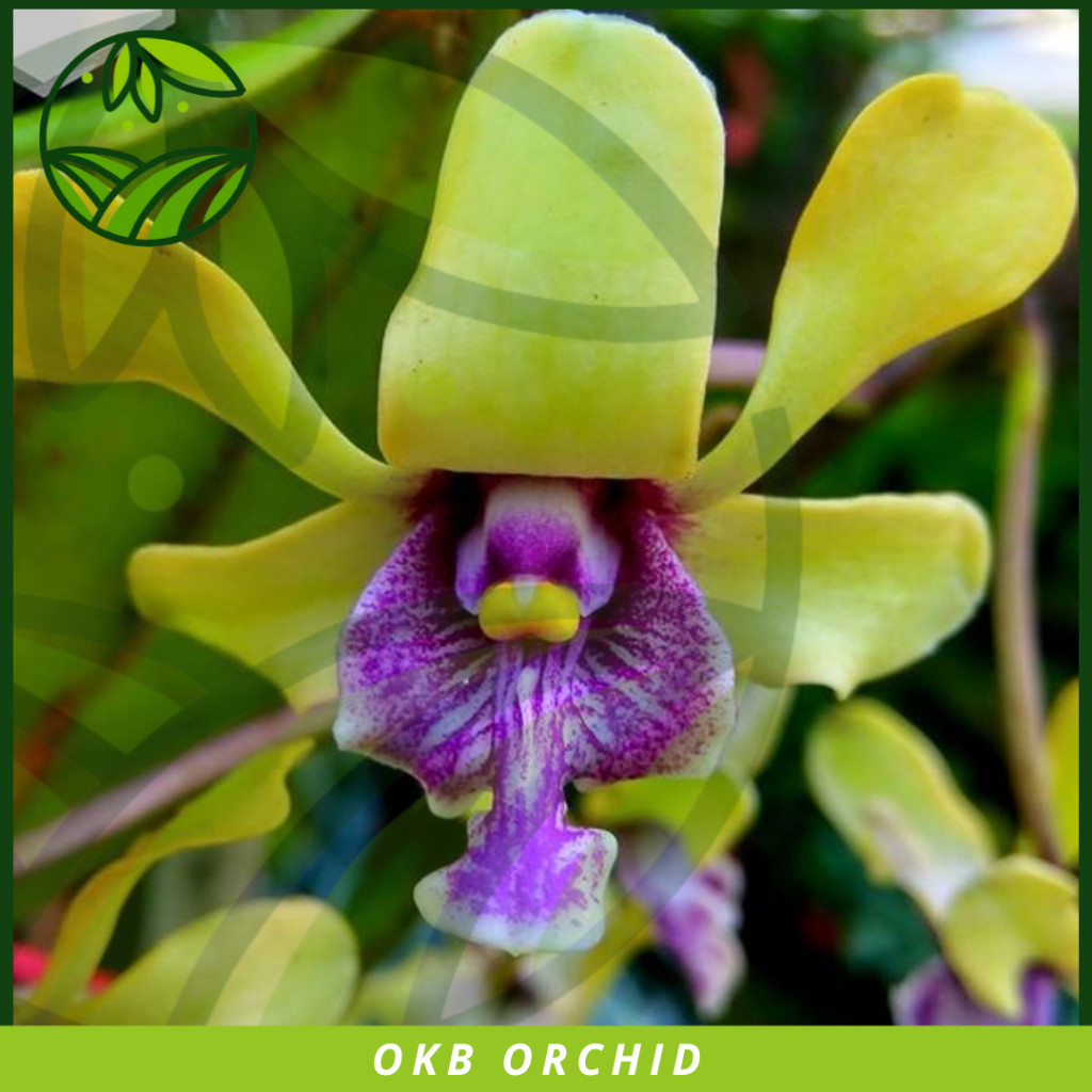Flowersbloom Anggrek Botolan Dendrobium Violaceoflavens Bibit Anggrek Dendro Besi Anggrek Besi
