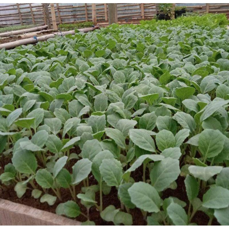 Happygardens Kebun_Subur - Paket 20 Bibit Brokoli Putih Siap Tanam