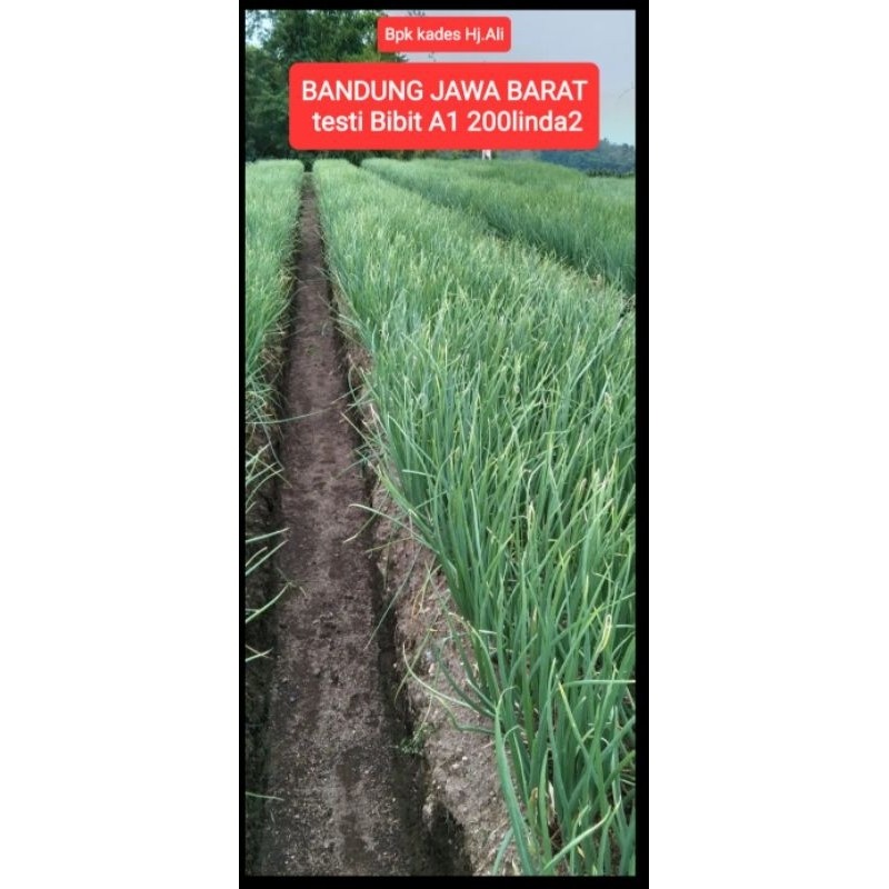 Happygardens Paket 5Kg Bibit Bawang Merah Bima Brebes A1 Bersertifikat Dinas Pertanian Jateng 5-5