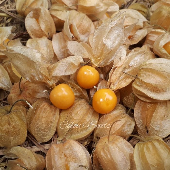 Ready Stock Benih Bibit Ciplukan Golden Berry Isi 30 Biji