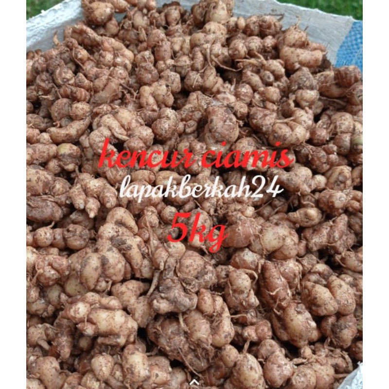 

( 5kg ) Kencur/Cikur Asli Ciamis Wangi Enak Cocok untuk Semua Bumbu Maknan Terutama Seblak