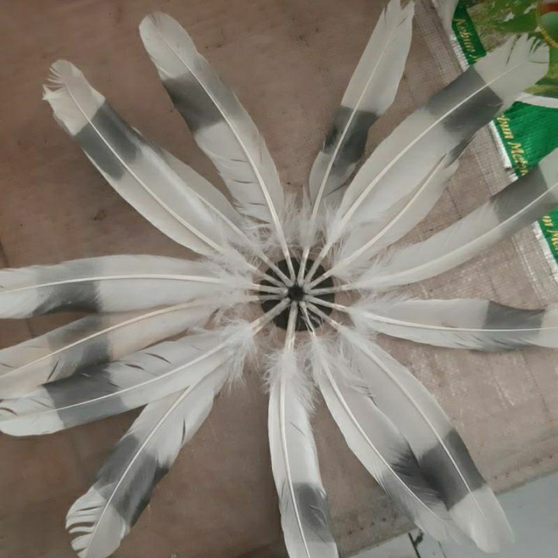 bulu bahan cincin tari 10 helai( bulu mirip enggang) bulu tari bulu aksesoris