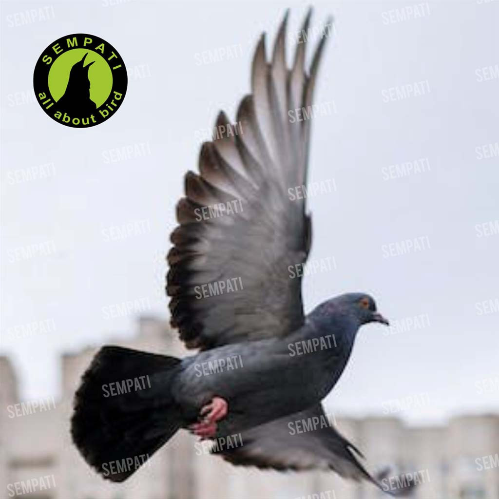 SEMPATI VITAREST MULTIVITAMIN BURUNG MERPATI VITAMIN SUPLEMENT JAMU MERPATI OBAT PRODUKTIFITAS