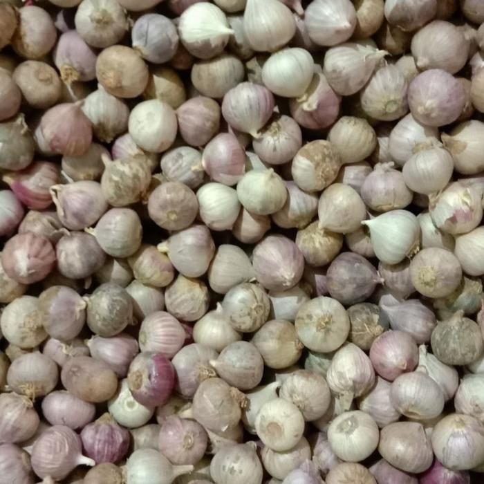 

Bawang Putih Tunggal/Lanang 1Kg Fresh Terlaris!!! Promo