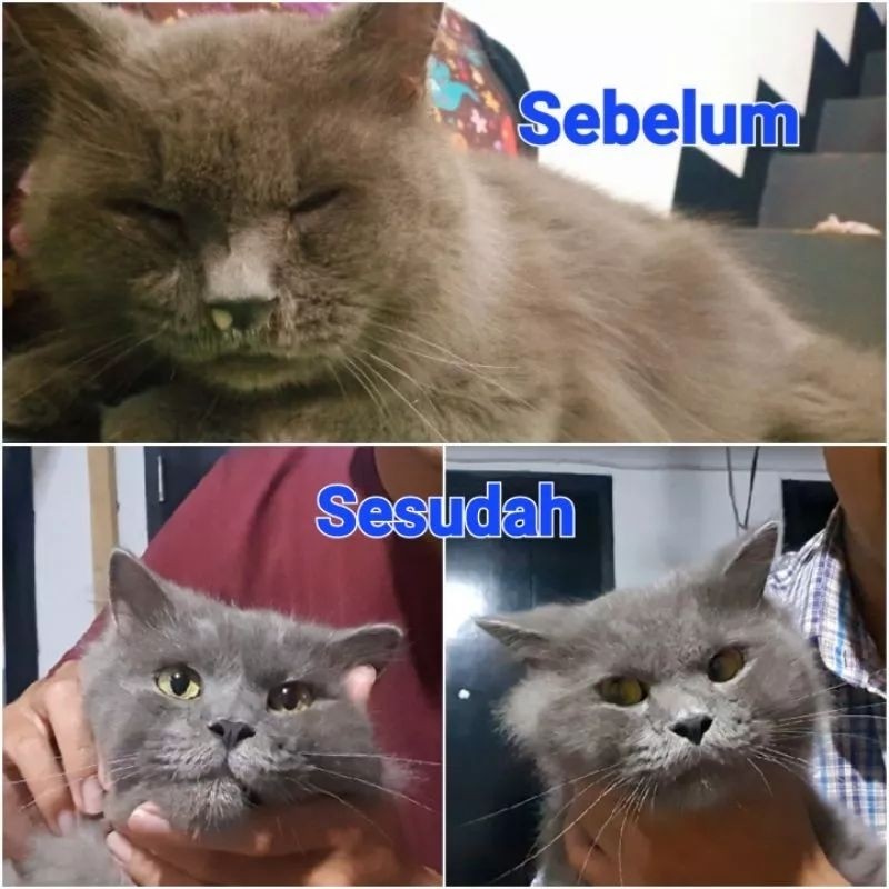 Obat Flu Kucing Ampuh